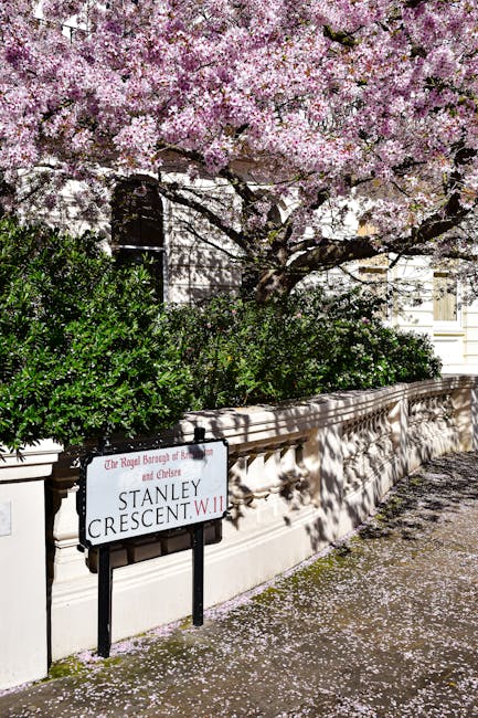 A wrought iron street sign mounted on a black pole displaying the address 'Stanley Crescent W.11' is positioned in front of a low, cream-colored stone wall with decorative detailing. Behind the sign, there are dark green, well-maintained bushes, and above them, a large cherry blossom tree in full bloom with abundant clusters of pale pink and white flowers. The tree's branches extend horizontally across the top of the scene, casting dappled shadows on the wall and the sidewalk below. Pink petals from the cherry blossom are scattered on the pavement, creating a delicate, natural carpet. In the background, partially obscured by the foliage, are the facades of classic residential buildings with cream-colored walls and large sash windows. The overall scene suggests a quiet, affluent street, with a focus on the natural and architectural elements, subtly linking to the themes of urban green spaces and private property maintenance aligned with rubbish removal or disposal services like those offered by [COMPANY_NAME] in the area. The ambient daylight accentuates the soft pink hues of the cherry blossoms and enhances the peaceful atmosphere of the street scene.